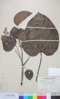 Specimen thumbnail